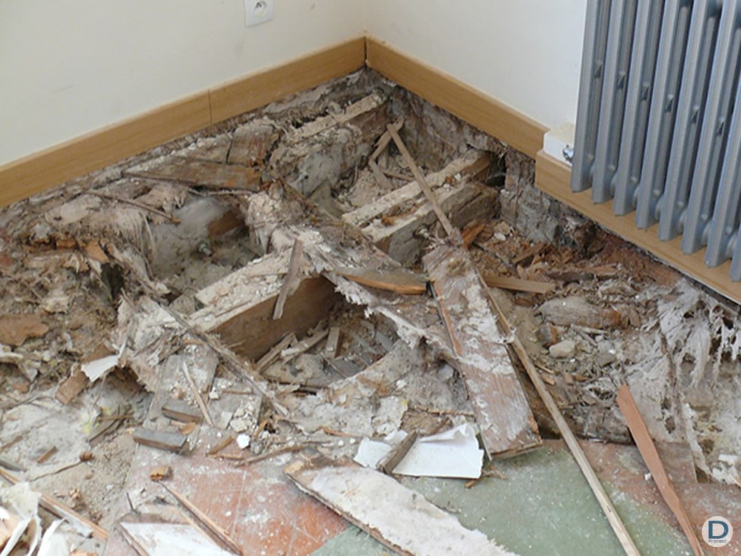 entreprise specialiste elimination propagation merule parquet batiment liege arlon huy charleroi